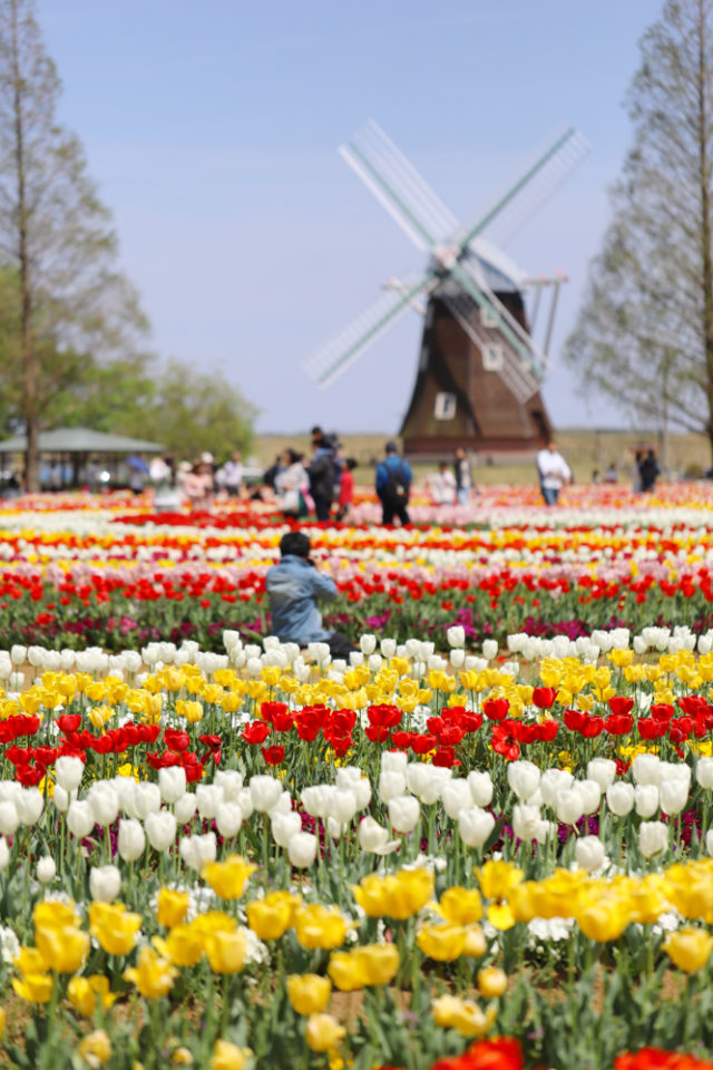 Taman bunga tulip di Chiba, Jepang, sebelum pandemi virus corona Foto: Shutterstock