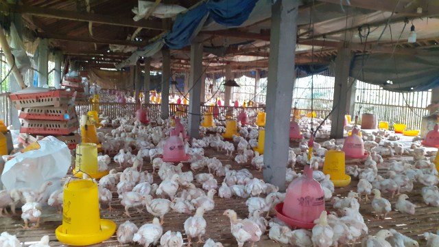 Peternakan ayam milik warga. Foto: Erfanto
