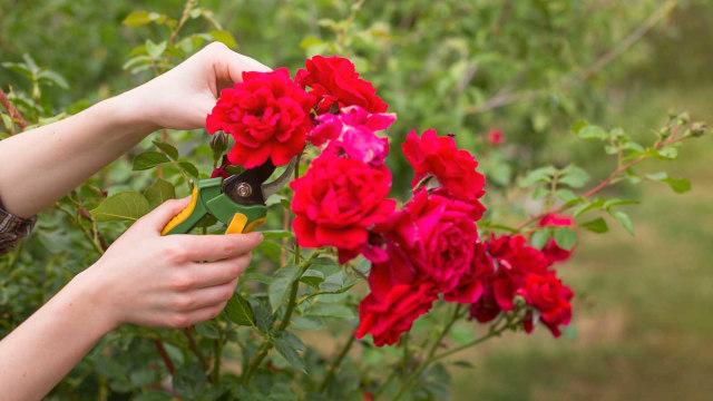 Ilustrasi memotong bunga mawar. Foto: Getty Images/iStockphoto/OlgaPonomarenko