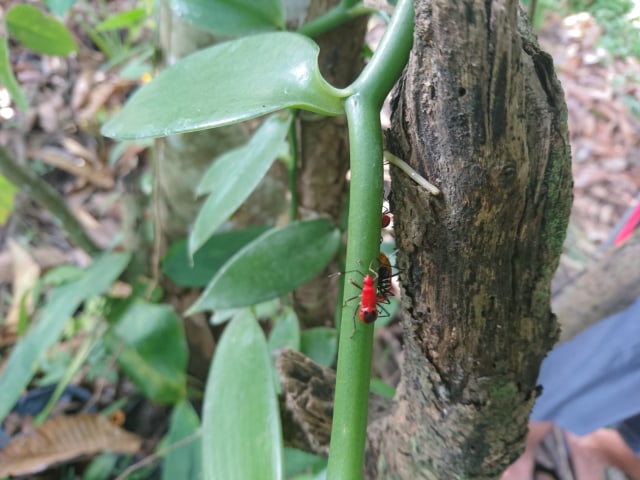 Bapak Pucung, Serangga yang Bercinta Selama Sepekan Pada April-Mei (1)