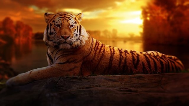 Ilustrasi harimau, dok: pixabay