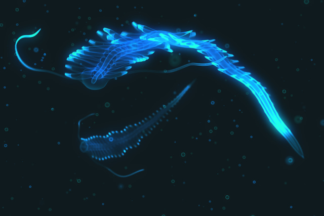 Plankton berjenis Polychaete Tomopteris yang memberikan cahaya biru pada air laut Foto: Shutterstock