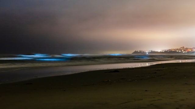 Fenomena bioluminesensi di Ocean Beach, San Diego, Amerika Serikat Foto: Shutterstock