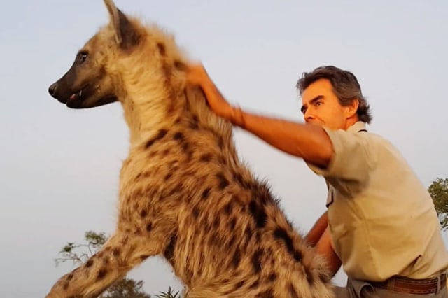 Kim Wolhuter Bersama Hyena Foto: Instagram/kimwolhuter