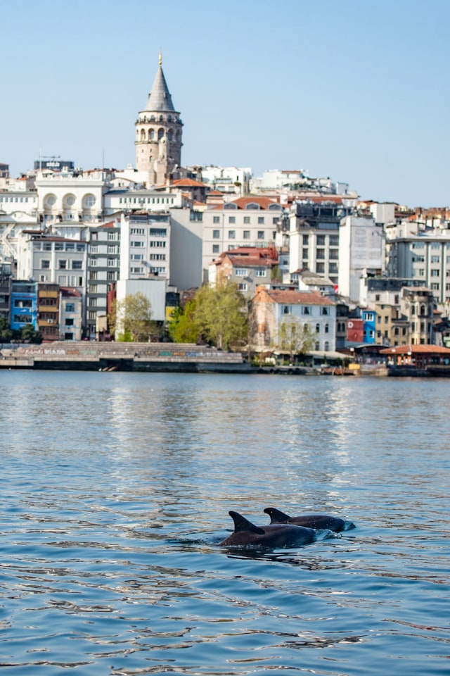 Lumba-lumba berenang di selat Bosphorus, Istanbul, Turki. Foto: AFP/Yasin AKGUL