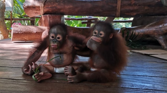 “Puasa Daud” Satwa Kebun Binatang saat Wabah Corona (91070)