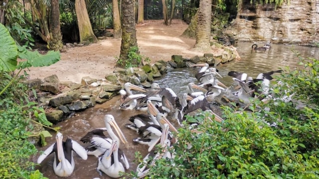 Mati Suri Kebun Binatang di Tengah Pandemi (68150)