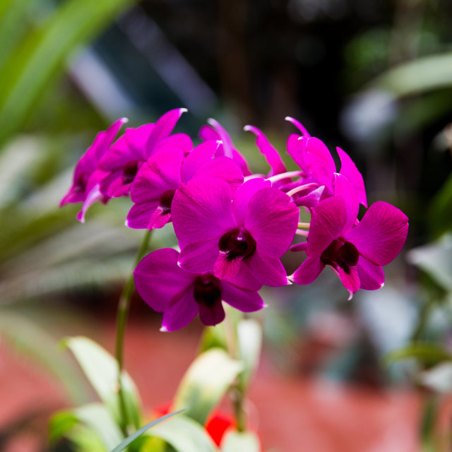 Bunga Kimilsungia Foto: Shutterstock