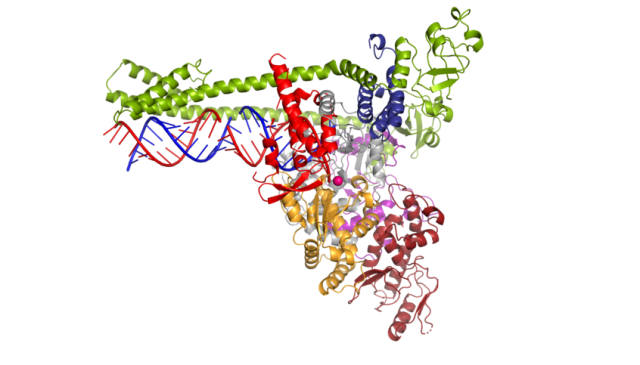 Polimerase dari virus corona SARS-CoV-2 melipatgandakan materi genetiknya. (warna biru dan merah). Foto: Lucas Farnung, Christian Dienemann, Hauke ​​Hillen/Max Planck Institute