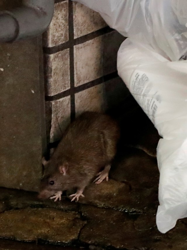 Seekor tikus terlihat di sebelah kantong sampah di distrik Kabukicho, Tokyo, Jepang. Foto: REUTERS / Issei Kato