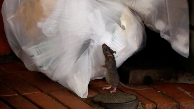 Ilustrasi tikus. Foto: REUTERS / Issei Kato