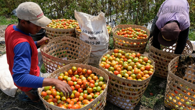 Pekerja menyortir tomat yang baru dipanen di persawahan desa Danupayan, Bulu, Temanggung, Jawa Tengah, Rabu (29/4/2020). Foto: ANTARA FOTO/Anis Efizudin