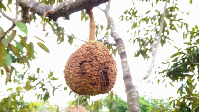 Penampakan durian tanpa duri 'Si Gundul' di Nusa Tenggara Barat. Foto: BPSBP NTB