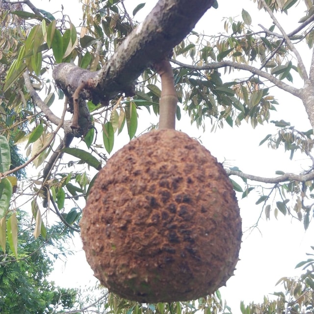 Penampakan durian tanpa duri 'Si Gundul' di Nusa Tenggara Barat. Foto: BPSBP NTB/Facebook