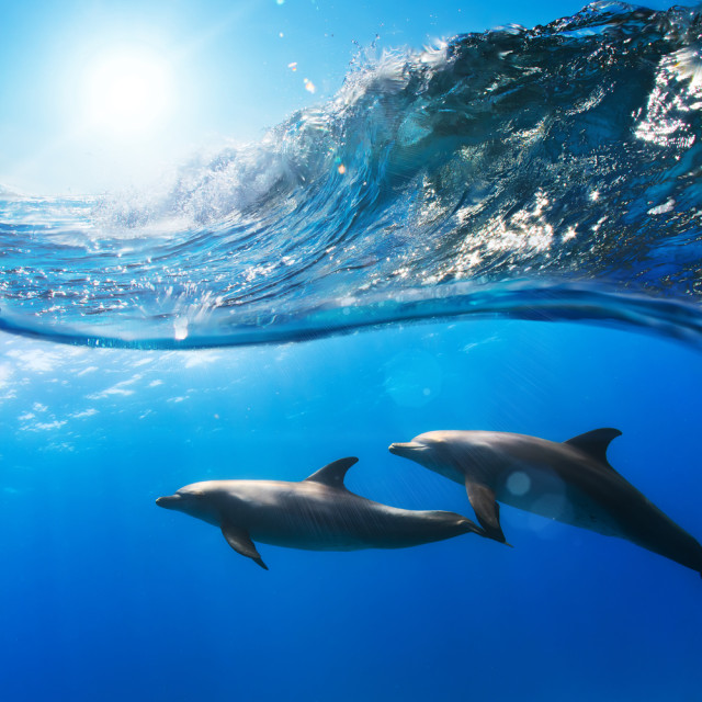 Ilustrasi lumba-lumba berenang Foto: Shutterstock