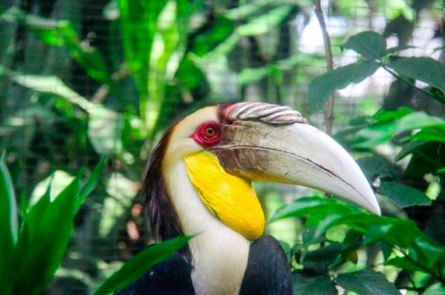 Salah satu koleksi burung di kebun binatang Gembira Loka. Foto : Dokumentasi Gembira Loka