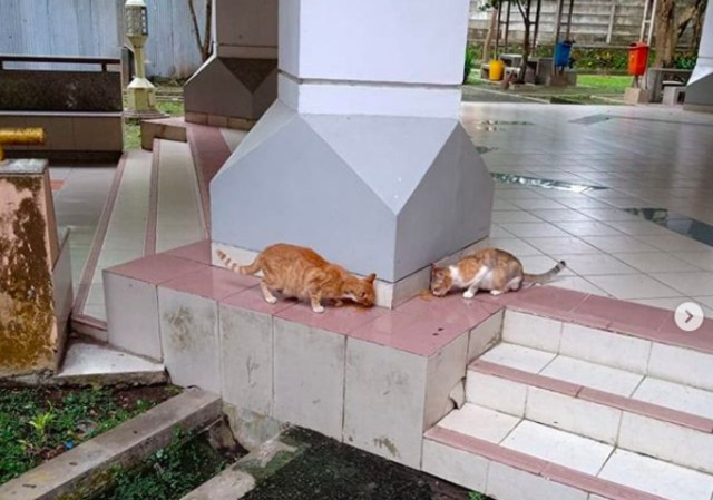 Kucing liar di sebuah kampus di Yogyakarta. Foto : Edupets