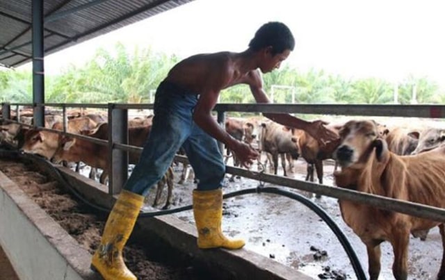 Saipol adalah peternak yang sukses. Foto: worldofbuzz.com