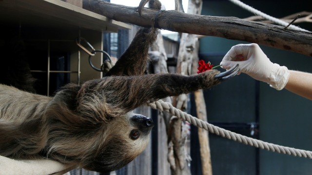 Seekor kungkang di dalam habitatnya di Kebun Binatang Phoenix, Senin, 27 April 2020, di Phoenix. Foto: AP Photo/Ross D. Franklin