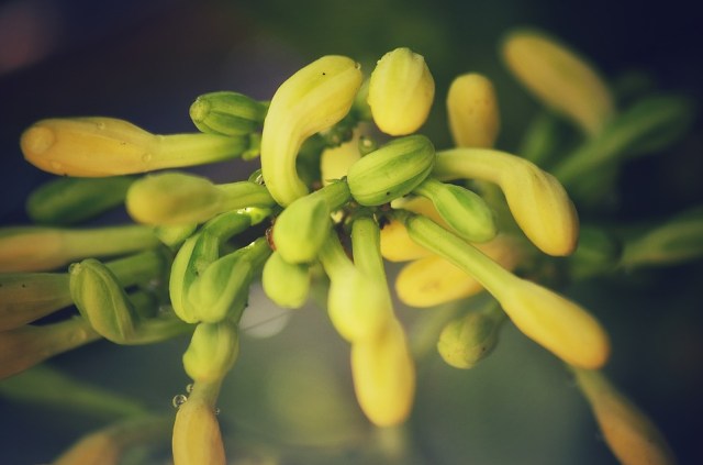 5 Manfaat Bunga Pepaya Si Pahit Yang Bantu Jaga Daya Tahan Tubuh