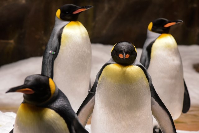 Pasangan Penguin Gay Curi Telur Milik Penguin Lesbian, Apakah Bisa Menetas? (527013)