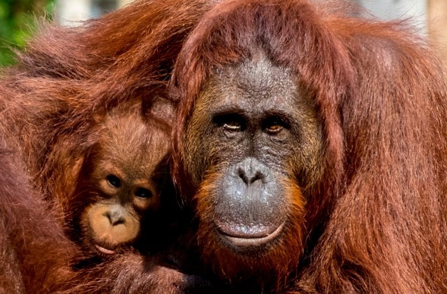 Ilustrasi Orangutan. Foto: Kemenparekraf