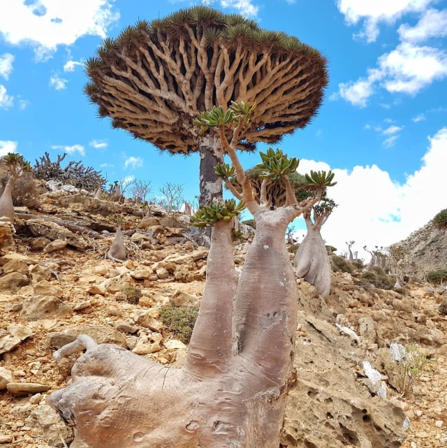 Pulau Socotra, Yaman Foto: Instagram: friendsofsocotra 