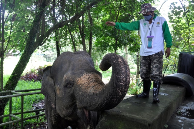 “Puasa Daud” Satwa Kebun Binatang saat Wabah Corona (91074)