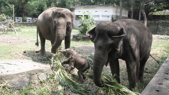 Mati Suri Kebun Binatang di Tengah Pandemi (68147)