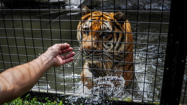 Harimau benggala di kandang Kebun Binatang Bandung. Foto: ANTARA/Raisan Al Farisi