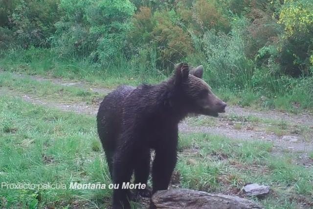 Seekor beruang coklat kembali terlihat pertama kalinya dalam 150 tahun terakhir di Galicia, Spanyol. Foto: Zeitun Films