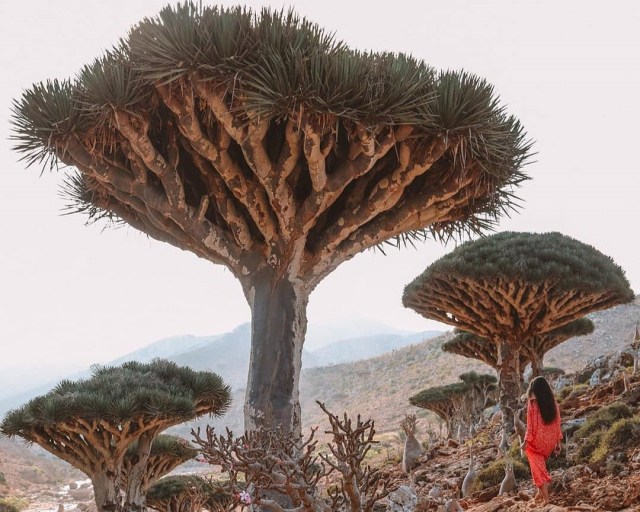 Pulau Socotra, Yaman Foto: Instagram: SocotraIsland