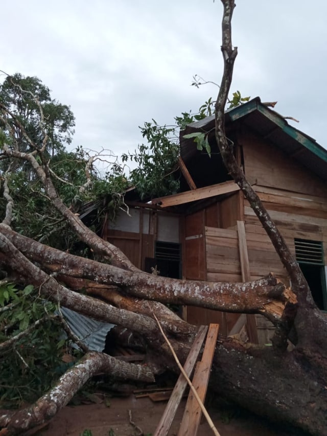 Rumah warga rusak tertimpa pohon tumbang akibat diterpa angin kencang di Desa Kecamatan Pulo Aceh, Aceh Besar, Jumat (8/5). Foto: Dok. BPBA