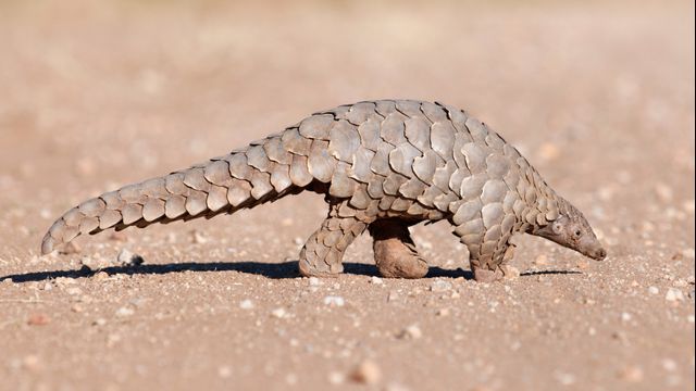 Ilustrasi Trenggiling. Foto: Getty Images