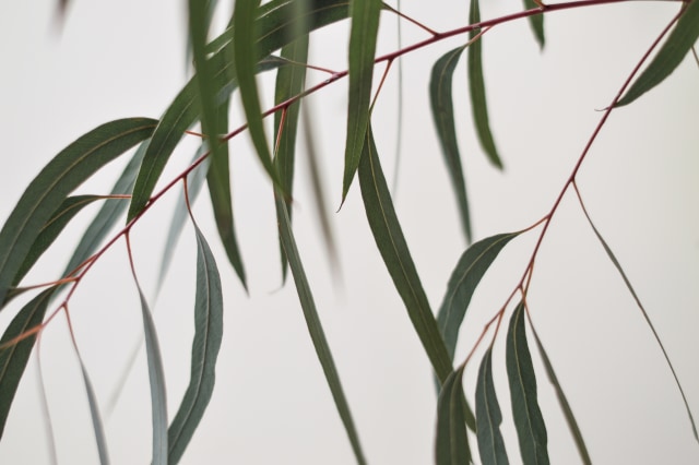 Diklaim Anti Corona, Ini 5 Manfaat Eucalyptus untuk Kesehatan Kulit dan Tubuh (233421)