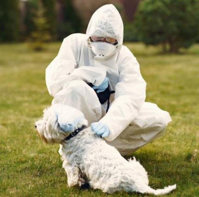 Ilustrasi petugas medis menggunakan APD saat berinteraksi dengan seekor anjing. | Photo by Pexels/Gustavo Fring