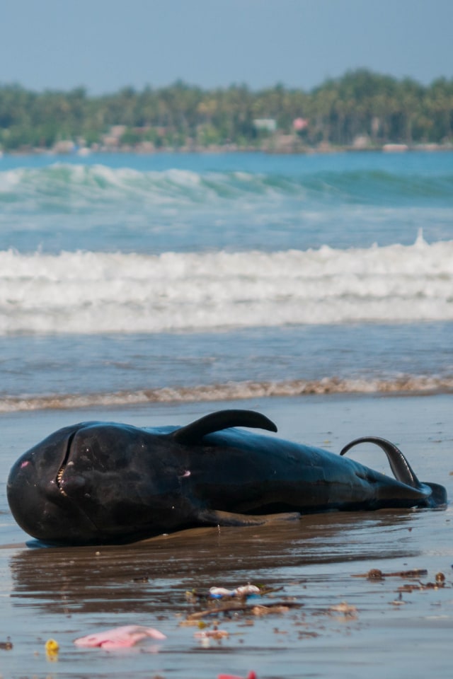 Seekor paus pilot terdampar di pantai Cemara Binuangeun, Lebak, Banten, Selasa (12/5). Foto:  ANTARA FOTO/Muhammad Bagus Khoirunas