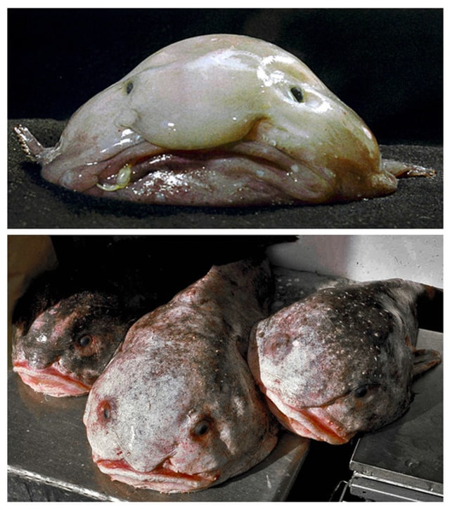 Blobfish dengan hidung yang menyerupai manusia.  Foto: flickr/Simon Elgood