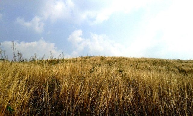 Ilustrasi padang rumput ilalang, dok: pixabay
