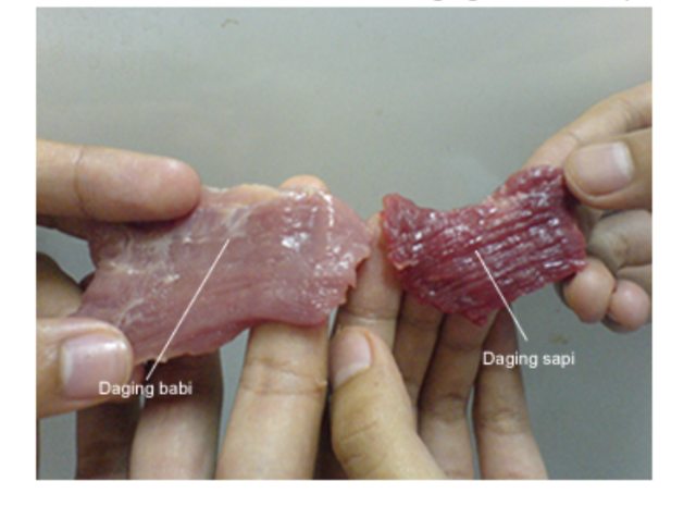 Perbedaan Daging Babi dan Sapi. Foto: Dok. SEAFAST IPB