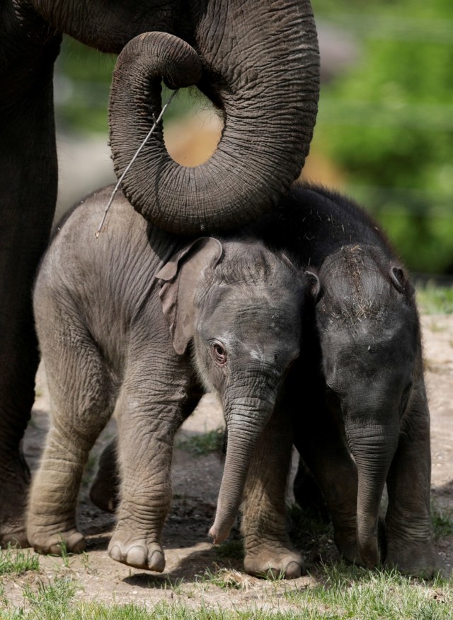 Bayi gajah betina Asia bermain dengan saudaranya yang berumur 1 bulan di Kebun Binatang Praha, Ceko, Rabu (13/5). Foto: REUTERS / David W Cerny