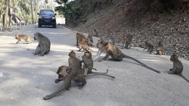 Gerombolan monyet yang berada di jalur Alas Roban, Jawa Tengah. Foto: Korlantas Polri