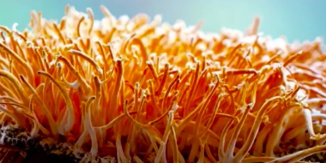 Ilustrasi Jamur Cordyceps foto:Youtube/Reski Latifah