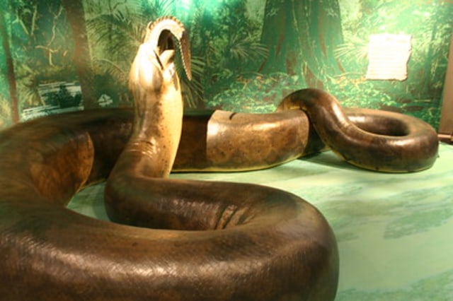 Titanoboa ular APA Itu