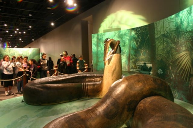 Replika ular raksasa Titanoboa di Smithsonian Natural History Museum. Foto: Ryan Somma (CC BY 2.0)