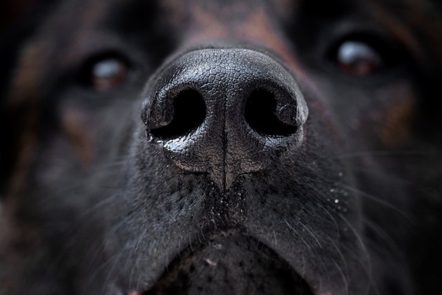 Anjing Bisa Deteksi Orang Terinfeksi Virus Corona, Tingkat Akurasinya Tinggi? (1294313)