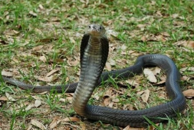 Heboh Ular Cobra Berkeliaran di Lingkungan SMA LB Kota Pasuruan