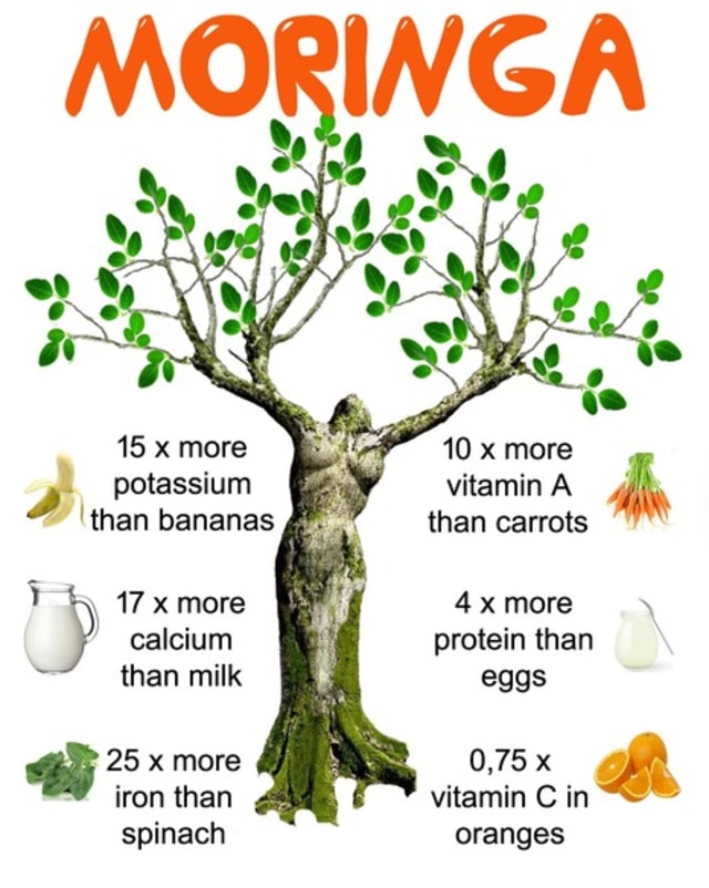 Ilustrasi manfaat daun kelor. Foto : Istimewa