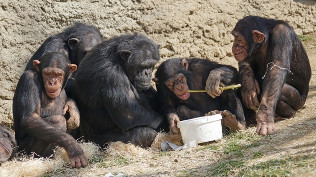 Satu Kelompok Simpanse | Foto: oleh pixel-mixer di pixabay.com