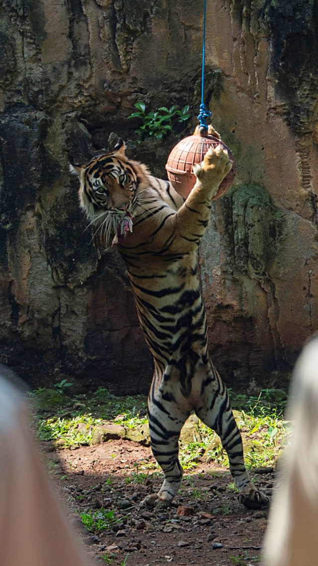 Seekor harimau sumatera bermain saat proses pengambilan gambar video untuk siaran langsung melalui media sosial di Taman Margasatwa Ragunan, Jakarta. Foto: ANTARA FOTO/Aditya Pradana Putra